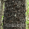 Bruguiera hainesii (Haines Orange Mangrove) old tree in Cairns<br />Canon KDX + EFS60 F2.8